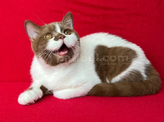 Koca Kafa Cinnamon Bicolor