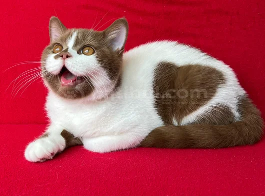 Koca Kafa Cinnamon Bicolor görsel