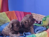 Kizil Renklerde Müthi̇ş Güzelli̇kte Cavapoo Yavrular