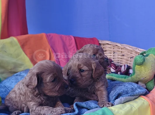 Kizil Renklerde Müthi̇ş Güzelli̇kte Cavapoo Yavrular görsel