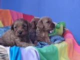 Kizil Renklerde Müthi̇ş Güzelli̇kte Cavapoo Yavrular