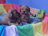 Kizil Renklerde Müthi̇ş Güzelli̇kte Cavapoo Yavrular