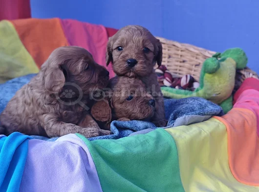 Kizil Renklerde Müthi̇ş Güzelli̇kte Cavapoo Yavrular görsel