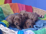 Kizil Renklerde Müthi̇ş Güzelli̇kte Cavapoo Yavrular