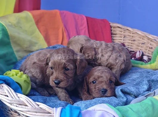 Kizil Renklerde Müthi̇ş Güzelli̇kte Cavapoo Yavrular görsel
