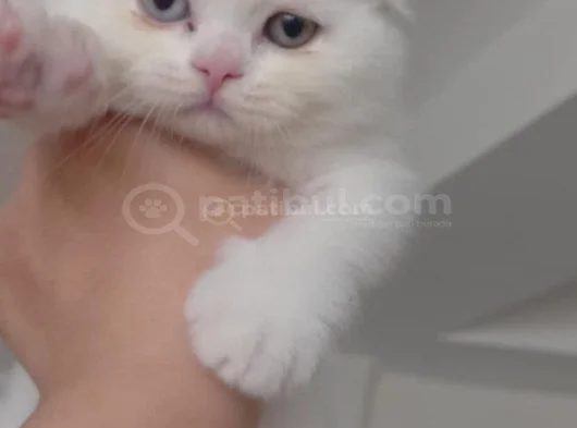 Top Surat Pamuklar Tesli̇me Hazir görsel