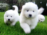 Dişi Erkek Karbeyaz Samoyed Yavrularımız