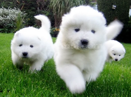 Dişi Erkek Karbeyaz Samoyed Yavrularımız görsel
