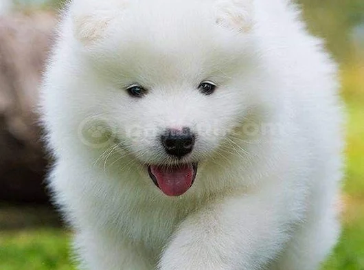 Dişi erkek karbeyaz samoyed yavrularımız