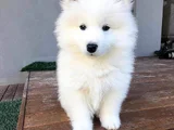 Dişi Erkek Karbeyaz Samoyed Yavrularımız
