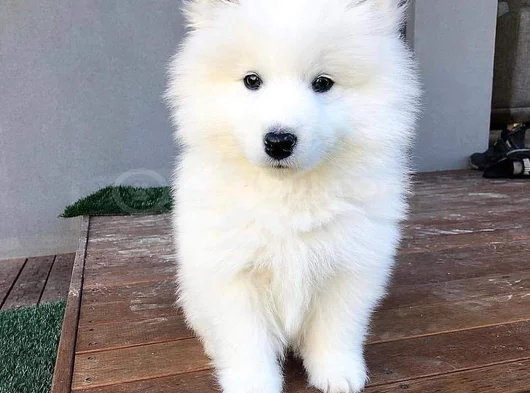 Dişi Erkek Karbeyaz Samoyed Yavrularımız görsel