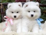 Dişi Erkek Karbeyaz Samoyed Yavrularımız