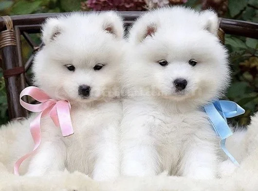 Dişi Erkek Karbeyaz Samoyed Yavrularımız görsel