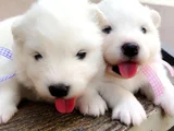 Dişi Erkek Karbeyaz Samoyed Yavrularımız