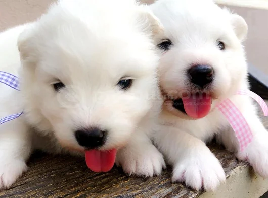 Dişi Erkek Karbeyaz Samoyed Yavrularımız görsel