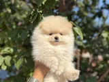 Ayı Surat Teddy Pomeranian Boo Bebekler