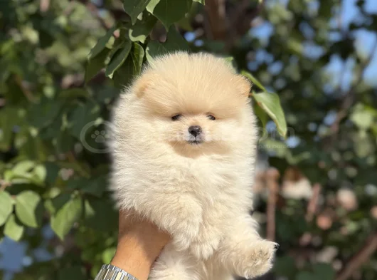 Ayı Surat Teddy Pomeranian Boo Bebekler