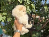 Ayı Surat Teddy Pomeranian Boo Bebekler