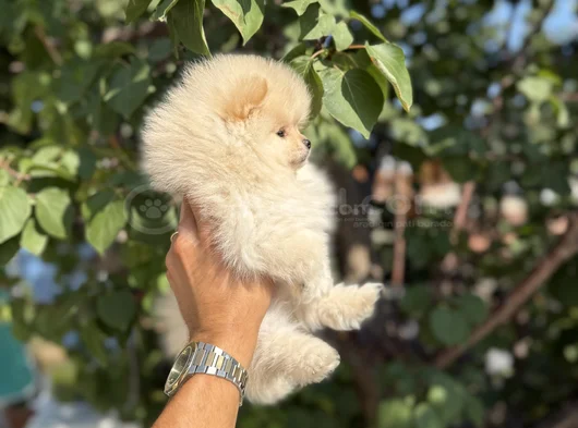 Ayı Surat Teddy Pomeranian Boo Bebekler görsel