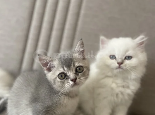 3 Aylık Oyuncu Erkek Yavrularım görsel