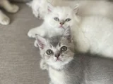 3 Aylık Oyuncu Erkek Yavrularım