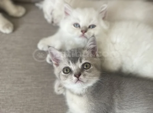 3 Aylık Oyuncu Erkek Yavrularım görsel