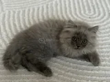 Persian Chinchilla Erkek Yavru