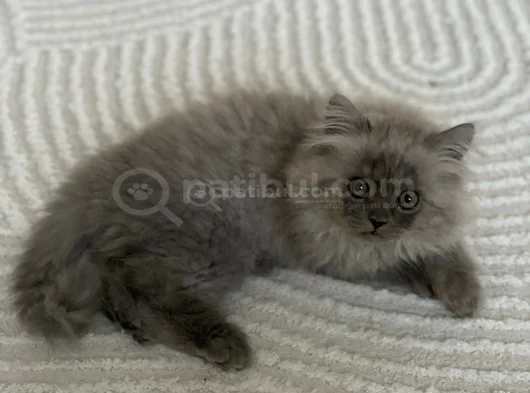 Persian Chinchilla Erkek Yavru görsel