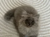 Persian Chinchilla Erkek Yavru