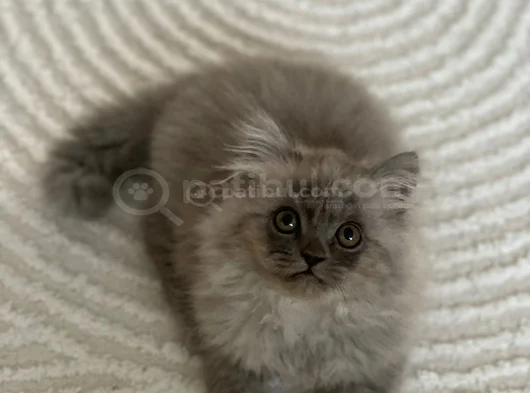 Persian Chinchilla Erkek Yavru görsel