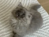 Persian Chinchilla Erkek Yavru