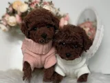 Kıvırcık Kürklü Kore Kan Poodle Yavrular