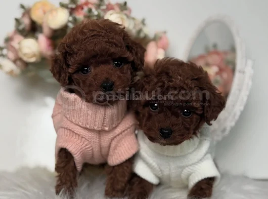 Kıvırcık Kürklü Kore Kan Poodle Yavrular görsel