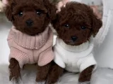 Kıvırcık Kürklü Kore Kan Poodle Yavrular