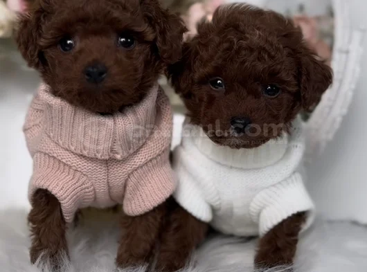 Kıvırcık Kürklü Kore Kan Poodle Yavrular görsel