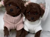 Kıvırcık Kürklü Kore Kan Poodle Yavrular