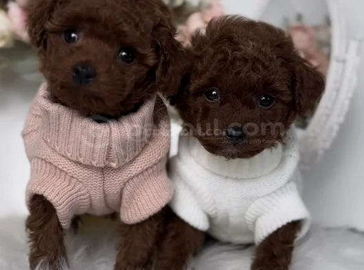 Kıvırcık Kürklü Kore Kan Poodle Yavrular görsel