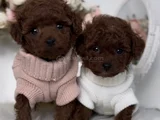 Kıvırcık Kürklü Kore Kan Poodle Yavrular