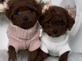Kıvırcık Kürklü Kore Kan Poodle Yavrular