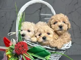 En İyisini İsteyenlere Kore Maltipoo