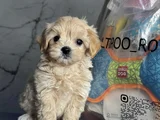 En İyisini İsteyenlere Kore Maltipoo