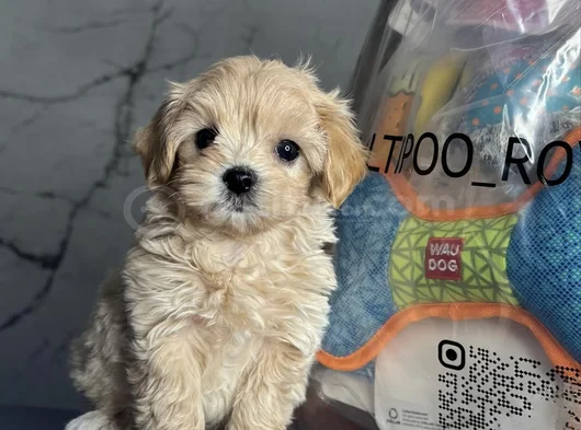En İyisini İsteyenlere Kore Maltipoo görsel