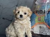 En İyisini İsteyenlere Kore Maltipoo