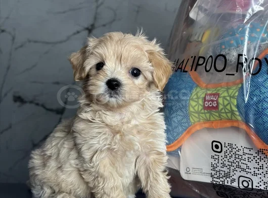 En İyisini İsteyenlere Kore Maltipoo görsel