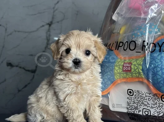 En İyisini İsteyenlere Kore Maltipoo görsel