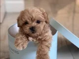 Koku Yapmayan Büyümeyen Maltipoo Yavrular