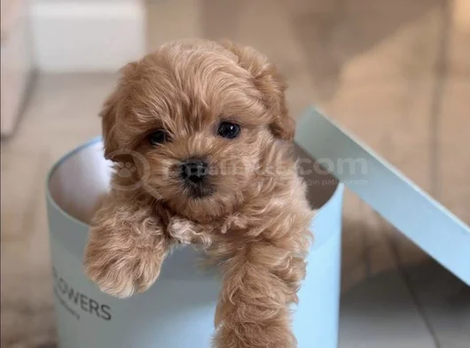 Koku Yapmayan Büyümeyen Maltipoo Yavrular