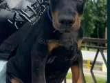 King Doberman Mükemmel Yavrularımız