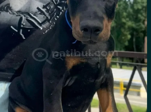 King Doberman Mükemmel Yavrularımız görsel