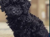 Siyah Toy Poodle Mükemnel Yavrularımız